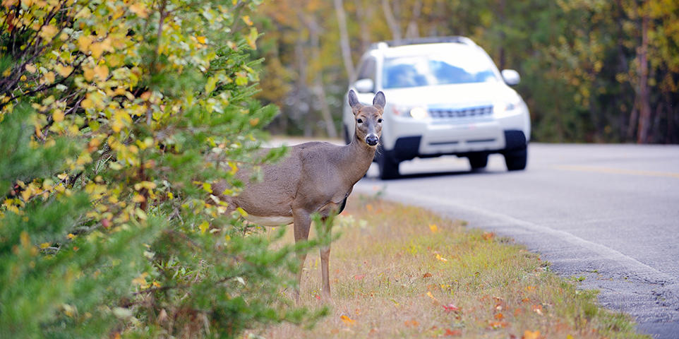 Deer on the side of the road as a car drives by